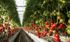 Vertical Farming